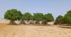 Exploitation agricole 5.000 m² à louer – Keur Madaro