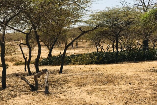 Terrain agricole 12.877 m² à vendre – Gandiol