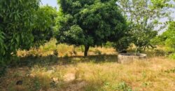 Ferme avicole 5.260 m² à vendre – Fandene