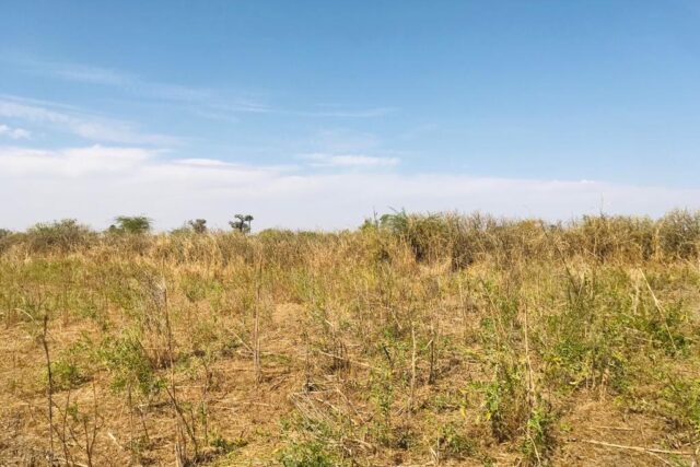 Terrain agricole 10.678 m² à vendre – Nguéniène