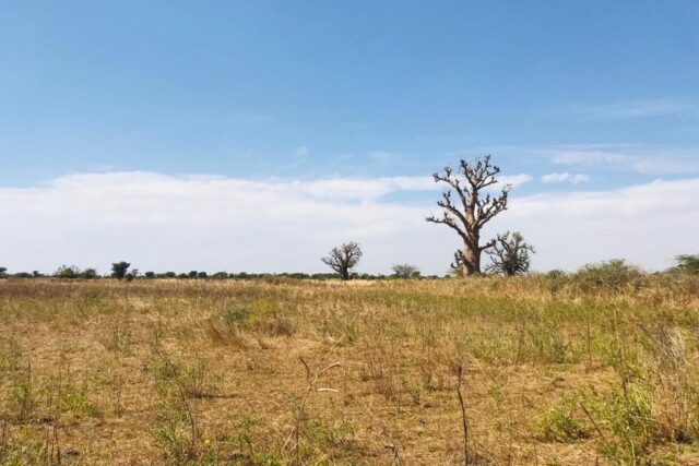 Terrain agricole 10.678 m² à vendre – Nguéniène