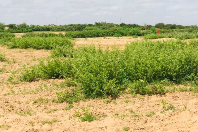 Terrain agricole 12.895 m² à vendre – Notto Diobass