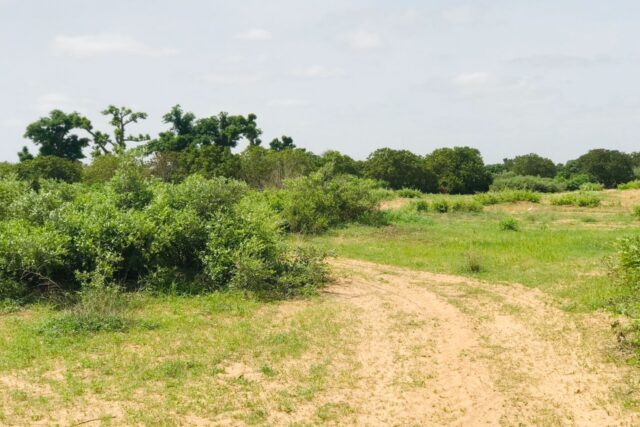 Terrain agricole 12.895 m² à vendre – Notto Diobass