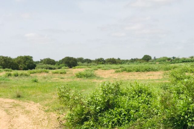 Terrain agricole 12.895 m² à vendre – Notto Diobass