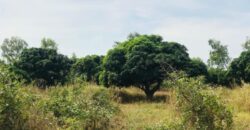 Terrain agricole de 1,58 ha à vendre à Bambilor – Sénégal