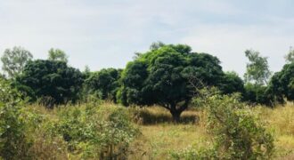 Terrain agricole de 1,58 ha à vendre à Bambilor – Sénégal