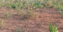 Terrain agricole 10.000 m² à vendre – Diatta Kounta