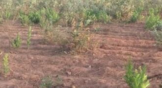 Terrain agricole 10.000 m² à vendre – Diatta Kounta