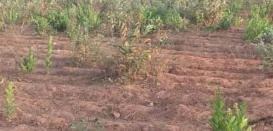 Terrain agricole 10.000 m² à vendre – Diatta Kounta