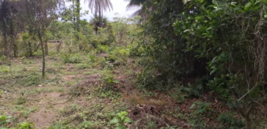 Terrain agricole 10.000 m² à vendre – Kafountine