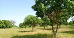 Terrain agricole 10.000 m² à vendre – Notto Diobass