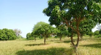 Terrain agricole 10.000 m² à vendre – Notto Diobass