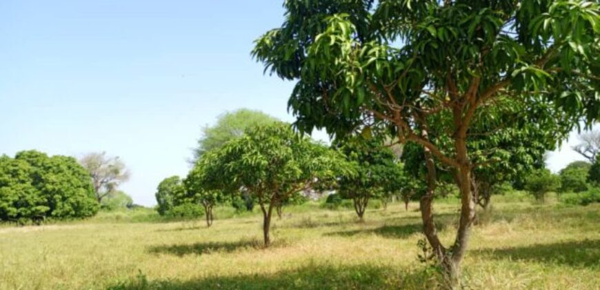 Terrain agricole 10.000 m² à vendre – Notto Diobass
