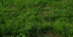 Terrain agricole 10.000 m² à vendre – Notto Diobass
