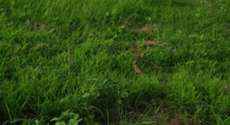 Terrain agricole 10.000 m² à vendre – Notto Diobass