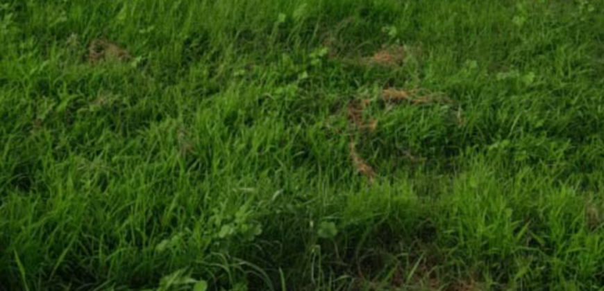 Terrain agricole 10.000 m² à vendre – Notto Diobass