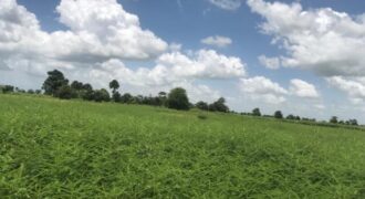 Terrain agricole 10.156 m² à vendre – Nguéniène