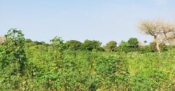 Terrain agricole 10.262 m² à vendre – Pire