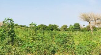Terrain agricole 10.302 m² à vendre – Tassette