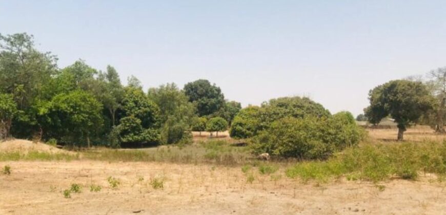 Terrain agricole 10.425 m² à vendre – Diossong