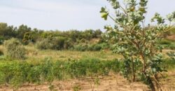 Terrain agricole 10.576 m² à vendre – Ndiébène Gandiol