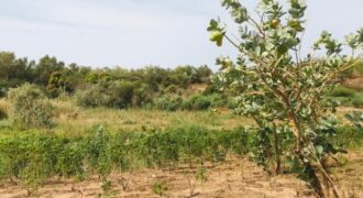 Terrain agricole 10.576 m² à vendre – Ndiébène Gandiol