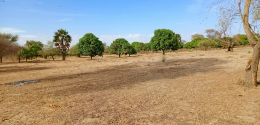 Terrain agricole 11.186 m² à vendre – Tassette