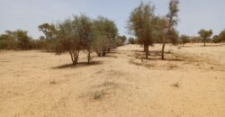 Terrain agricole 11.450 m² à vendre – Diokoul Diawrigne
