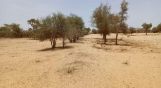 Terrain agricole 11.450 m² à vendre – Diokoul Diawrigne