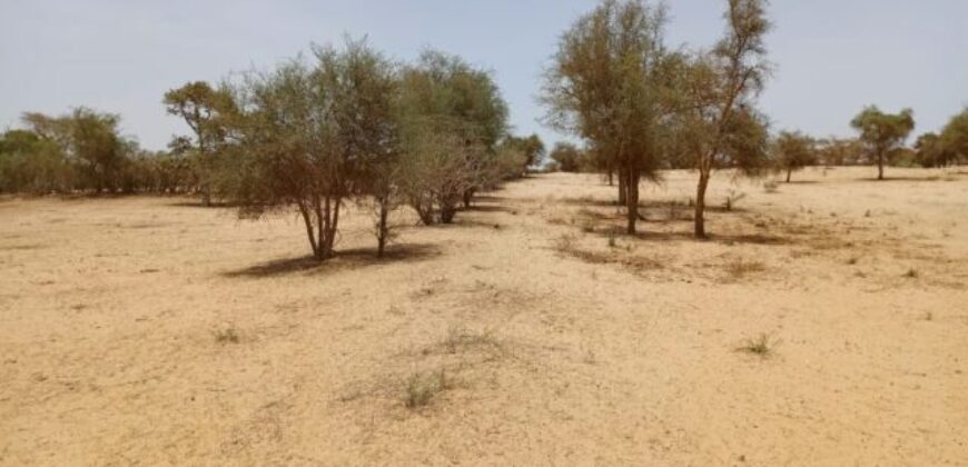 Terrain agricole 11.450 m² à vendre – Diokoul Diawrigne