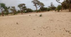 Terrain agricole 11.523 m² à vendre – Touba Toul