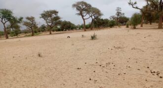 Terrain agricole 11.523 m² à vendre – Touba Toul