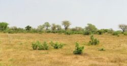 Terrain agricole 12.859 m² à vendre – Koul