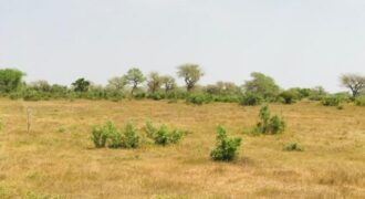 Terrain agricole 12.859 m² à vendre – Koul