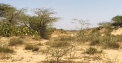 Terrain agricole 12.877 m² à vendre – Gandiol