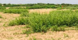 Terrain agricole 12.895 m² à vendre – Notto Diobass