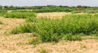 Terrain agricole 12.895 m² à vendre – Notto Diobass