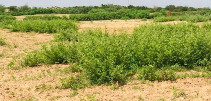 Terrain agricole 12.895 m² à vendre – Notto Diobass