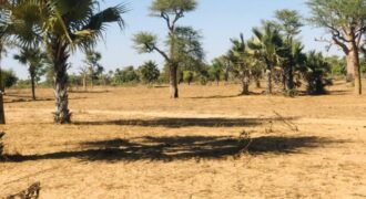 Terrain agricole 12.922 m² à vendre – Notto Diobass