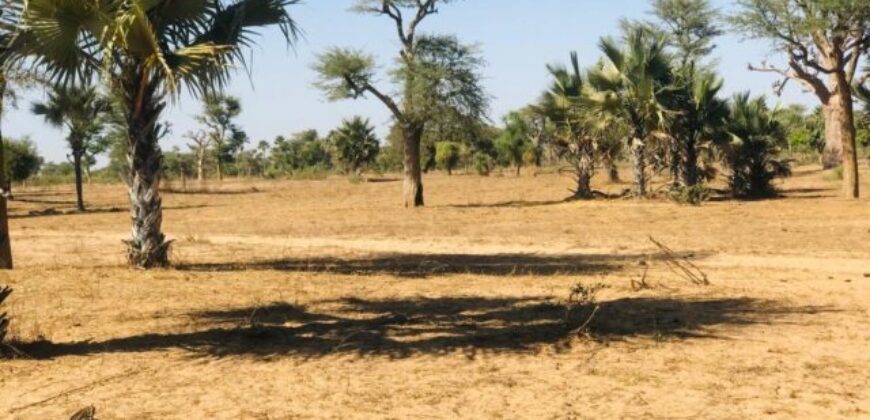 Terrain agricole 12.922 m² à vendre – Notto Diobass