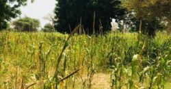 Terrain agricole 13.413 m² à vendre – Baba Garage
