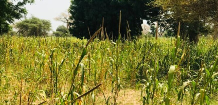 Terrain agricole 13.413 m² à vendre – Baba Garage