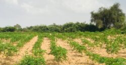 Terrain agricole 13.573 m² à vendre – Pire