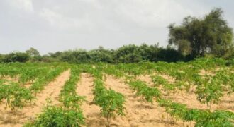 Terrain agricole 13.573 m² à vendre – Pire