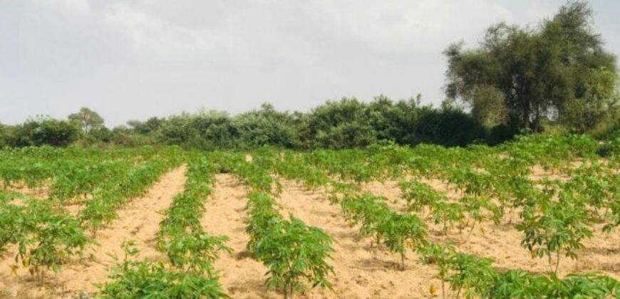 Terrain agricole 13.573 m² à vendre – Pire
