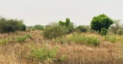 Terrain agricole 13.865 m² à vendre – Méouane