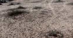 Terrain agricole 80.000 m² à vendre – Diokoul Diawrigne