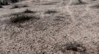Terrain agricole 80.000 m² à vendre – Diokoul Diawrigne