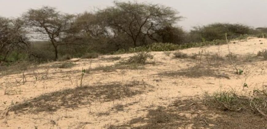 Terrain de 1,40 hectare à vendre – Gandiol, Saint-Louis