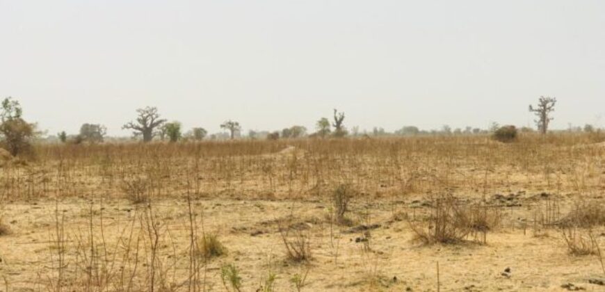 Terrain de 1,41 hectare à vendre – Nguéniène